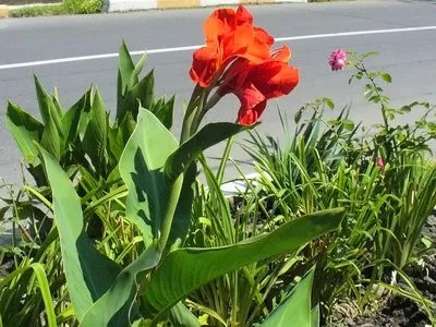 Квіти канни фото сортів і видів канн, листя і бульби рослини канна (фото) Квіти канни фото сортів і видів канн, листя і бульби рослини канна