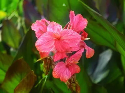 Квіти канни фото сортів і видів канн, листя і бульби рослини канна (квіти) Квіти канни фото сортів і видів канн, листя і бульби рослини канна