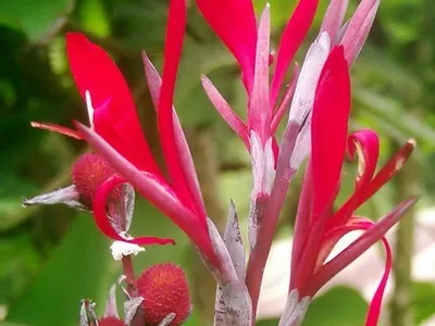 Квіти канни фото сортів і видів канн, листя і бульби рослини канна (фото) Квіти канни фото сортів і видів канн, листя і бульби рослини канна