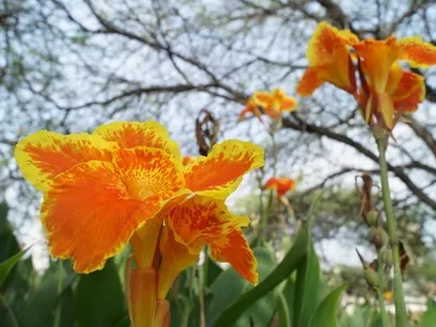 Квіти канни фото сортів і видів канн, листя і бульби рослини канна (канни) Квіти канни фото сортів і видів канн, листя і бульби рослини канна