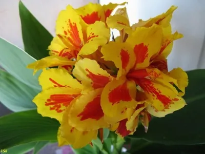 Квіти канни фото сортів і видів канн, листя і бульби рослини канна (сортів) Квіти канни фото сортів і видів канн, листя і бульби рослини канна