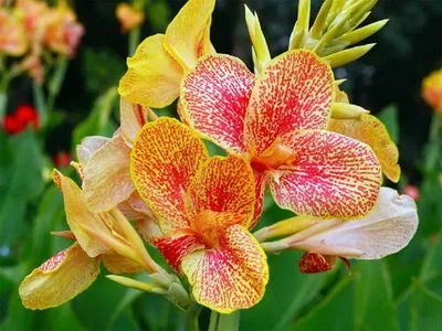 Квіти канни фото сортів і видів канн, листя і бульби рослини канна (канни) Квіти канни фото сортів і видів канн, листя і бульби рослини канна