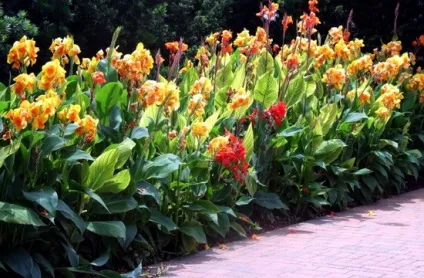 Квіти канни фото сортів і видів канн, листя і бульби рослини канна (квіти) Квіти канни фото сортів і видів канн, листя і бульби рослини канна