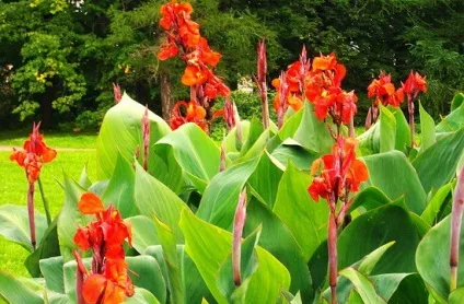 Квіти канни фото сортів і видів канн, листя і бульби рослини канна (фото) Квіти канни фото сортів і видів канн, листя і бульби рослини канна