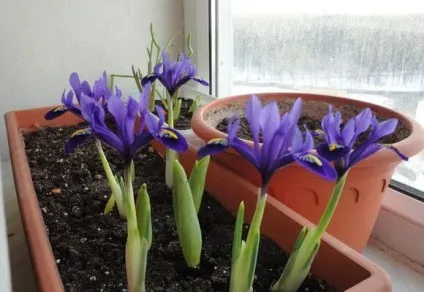 Квітка ірис посадка і догляд в домашніх умовах, фото і відео