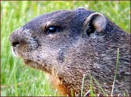 День бабака, groundhog day