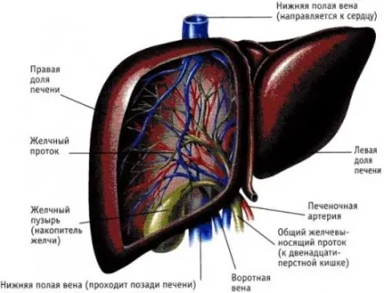 Дифузні зміни печінки і підшлункової залози ознаки і лікування (печінки) Дифузні зміни печінки і підшлункової залози ознаки і лікування