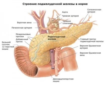 Дифузні зміни печінки і підшлункової залози ознаки і лікування (зміни) Дифузні зміни печінки і підшлункової залози ознаки і лікування