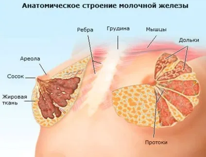 Часточки в молочній залозі (залозі) Часточки в молочній залозі