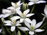 Домашня традесканція - догляд в домашніх умовах, фото традесканції і види, кімнатна квітка (традесканція) Домашня традесканція - догляд в домашніх умовах, фото традесканції і види, кімнатна квітка