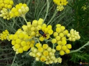 Ефективне лікування лейоміоми матки народними засобами - рецепти цілителів (цілителів) Ефективне лікування лейоміоми матки народними засобами - рецепти цілителів