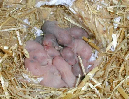 Будинок для хом'яка як вибрати і облаштувати клітку для хом'яка (вибрати) Будинок для хом'яка як вибрати і облаштувати клітку для хом'яка