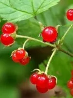 Енергетики і їх вплив на організм (які корисні речовини) Енергетики і їх вплив на організм