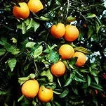 Ефірна олія гіркого помаранчі (масло) Ефірна олія гіркого помаранчі