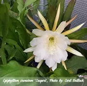 Епіфіллум epiphyllum - догляд в домашніх умовах