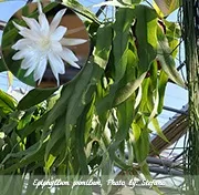 Епіфіллум epiphyllum - догляд в домашніх умовах