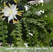Епіфіллум epiphyllum - догляд в домашніх умовах