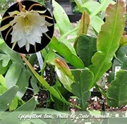 Епіфіллум epiphyllum - догляд в домашніх умовах