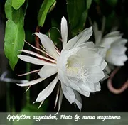 Епіфіллум epiphyllum - догляд в домашніх умовах