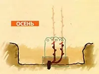 Етапи формування виноградної лози - фазенда-онлайн (жовтня) Етапи формування виноградної лози - фазенда-онлайн