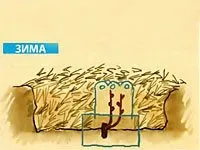 Етапи формування виноградної лози - фазенда-онлайн (пагони) Етапи формування виноградної лози - фазенда-онлайн