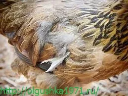 Природна линька у курей