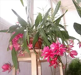 Епіфіллум epiphyllum - догляд в домашніх умовах