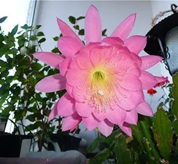 Епіфіллум epiphyllum - догляд в домашніх умовах