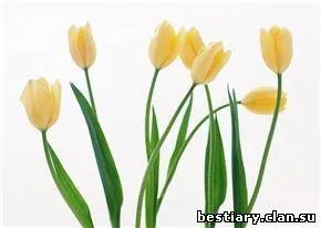 Якщо чоловік дарує троянди (дарує) Якщо чоловік дарує троянди