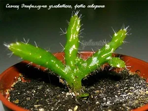 Епіфіллум epiphyllum - догляд в домашніх умовах