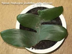 Епіфіллум epiphyllum - догляд в домашніх умовах