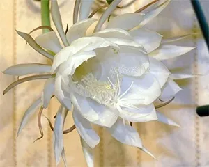Епіфіллум epiphyllum - догляд в домашніх умовах