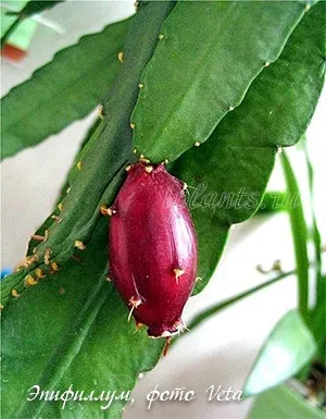 Епіфіллум epiphyllum - догляд в домашніх умовах