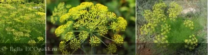 Ефірне масло фенхеля vivasan - відгук екоблогера bella (масло) Ефірне масло фенхеля vivasan - відгук екоблогера bella