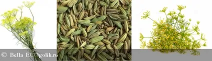 Ефірне масло фенхеля vivasan - відгук екоблогера bella (фенхеля) Ефірне масло фенхеля vivasan - відгук екоблогера bella