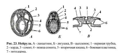 Ембріональний розвиток організмів