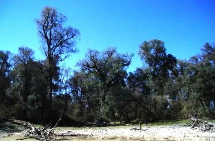 Ель-рей, parque nacional el rey (ель-рей) Ель-рей, parque nacional el rey