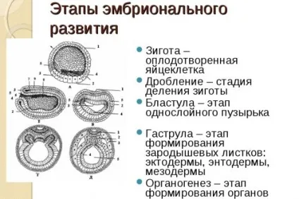 ембріональний розвиток