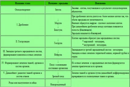 ембріональний розвиток