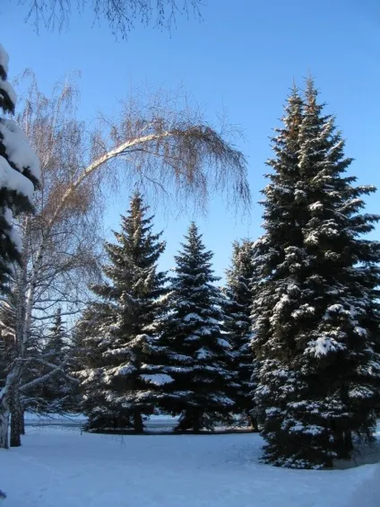 Ялина звичайна, або європейська - рiсеа abies (l (ваговій частини кожного) Ялина звичайна, або європейська - рiсеа abies (l