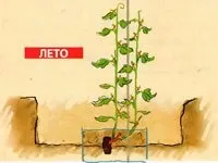 Етапи формування виноградної лози - фазенда-онлайн (наприкінці) Етапи формування виноградної лози - фазенда-онлайн
