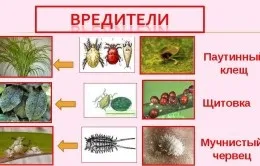 Фаленопсис хвороби і лікування (викликані порушенням умов утримання) Фаленопсис хвороби і лікування
