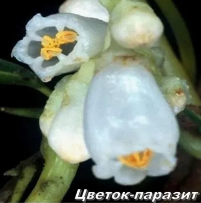 Це дивовижне царство рослин! (Рослин) Це дивовижне царство рослин!