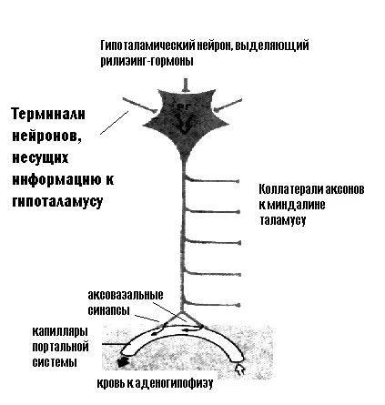 Фізіологічні ефекти 1