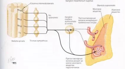 Фізіологічні ефекти гормонів тропів - студопедія (види обміну речовин) Фізіологічні ефекти гормонів тропів - студопедія