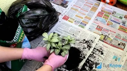 Фиттония правила догляду і вирощування (річковий пісок співвідношенні) Фиттония правила догляду і вирощування