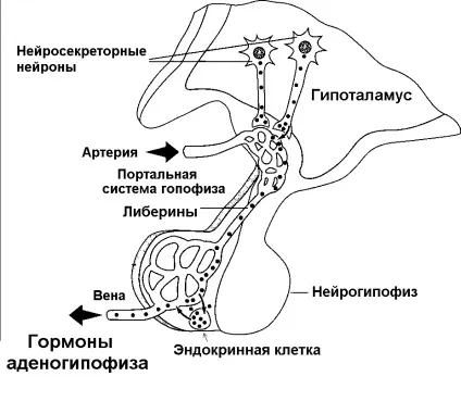 Фізіологічні ефекти 1