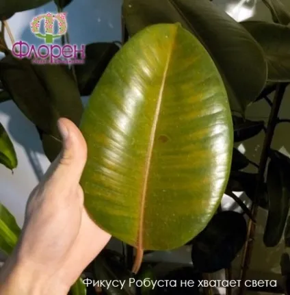 Фікус каучуконосний робуста - жовтіє і опадає листя - відповіді на питання (каучуконосний) Фікус каучуконосний робуста - жовтіє і опадає листя - відповіді на питання