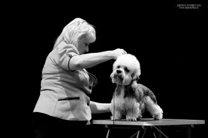 Фотошкола вибір об'єктива для фотозйомки собаки на виставці, dogatlas - атлас для власників собак (фотозйомки) Фотошкола вибір об'єктива для фотозйомки собаки на виставці, dogatlas - атлас для власників собак
