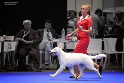 Фотошкола вибір об'єктива для фотозйомки собаки на виставці, dogatlas - атлас для власників собак (вибір) Фотошкола вибір об'єктива для фотозйомки собаки на виставці, dogatlas - атлас для власників собак